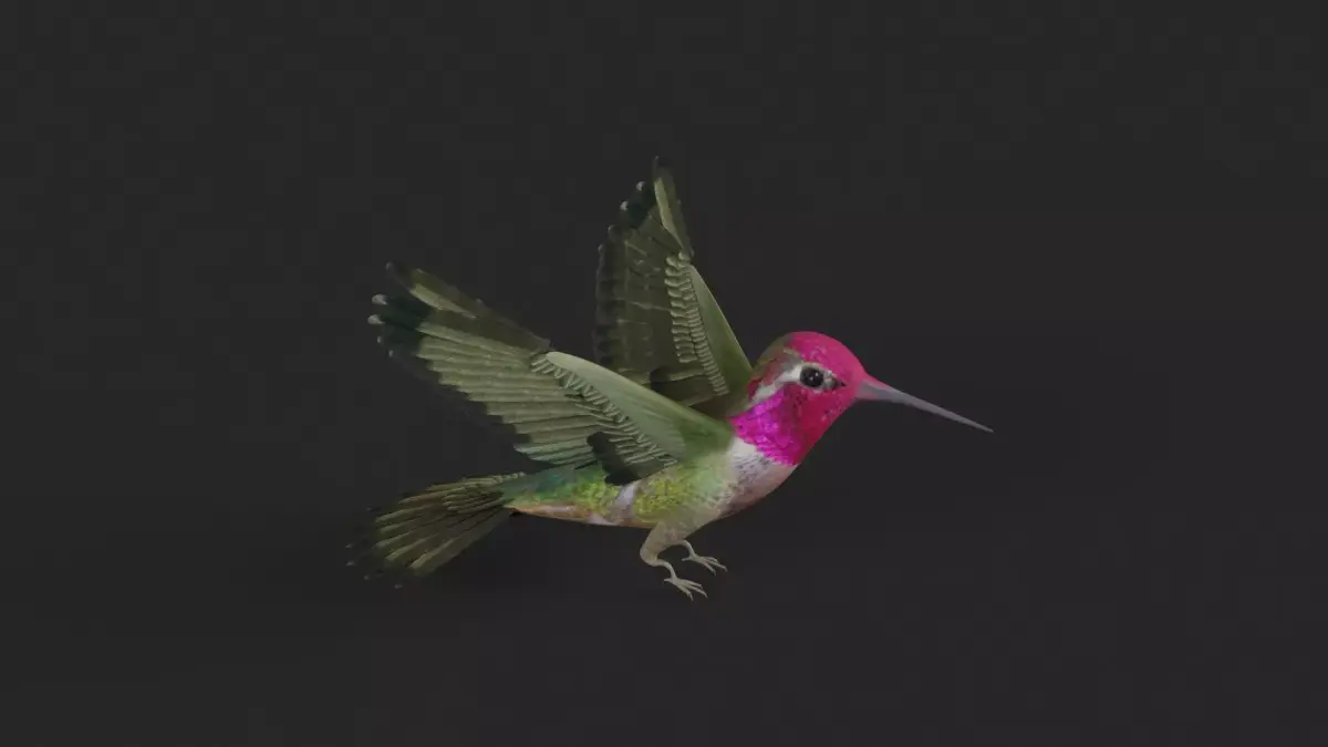 Hummingbird 3D model get