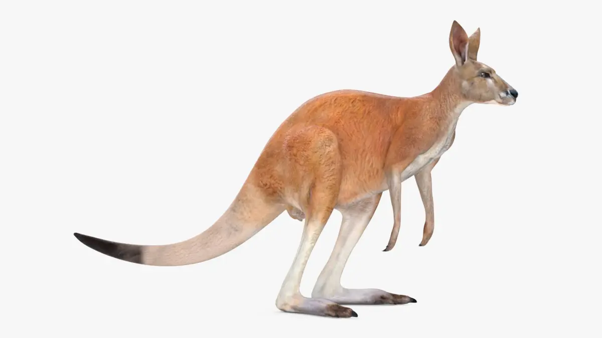 Kangaroo  purchase 3D model