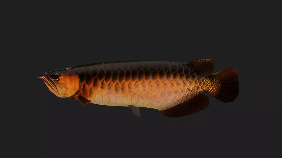 Arowana Low-poly 3D model get