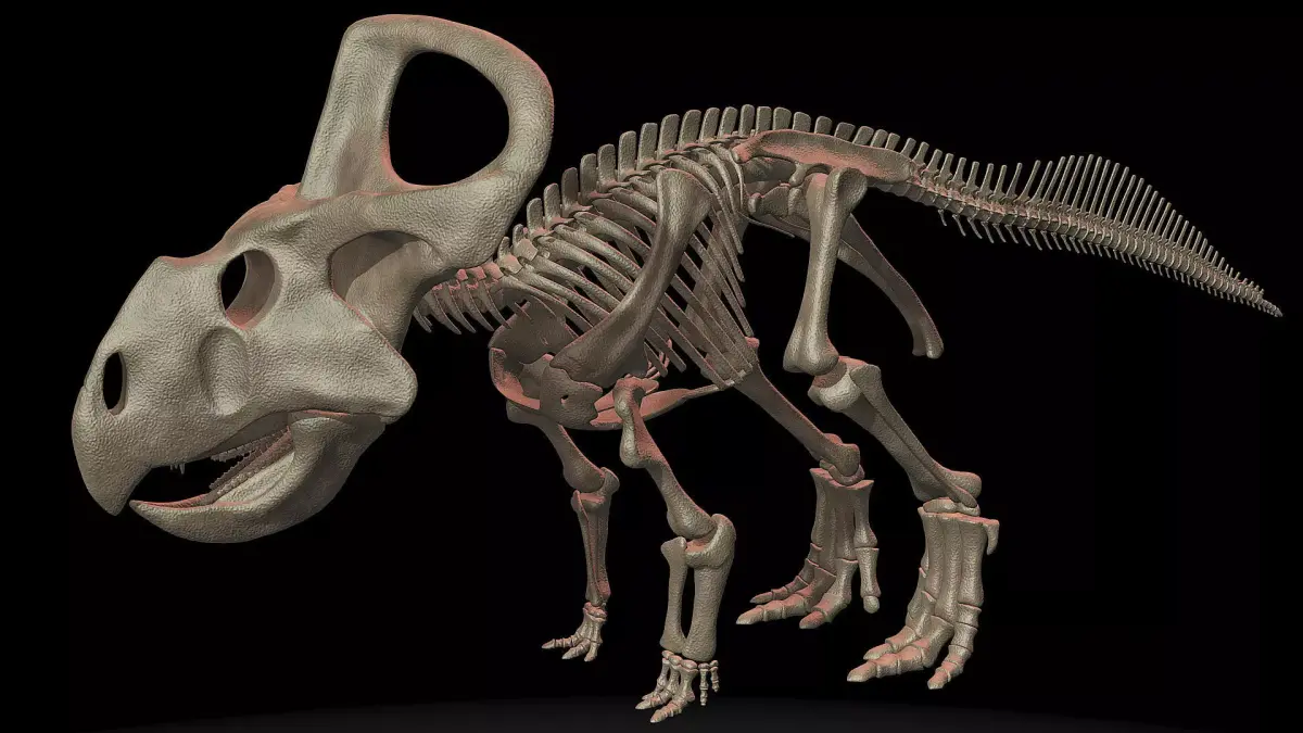 Protoceratops skeleton 3D model
