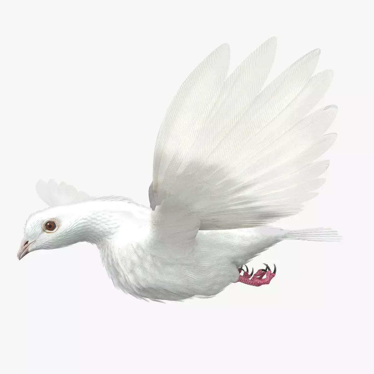 Dove - rigged - animated 3D model