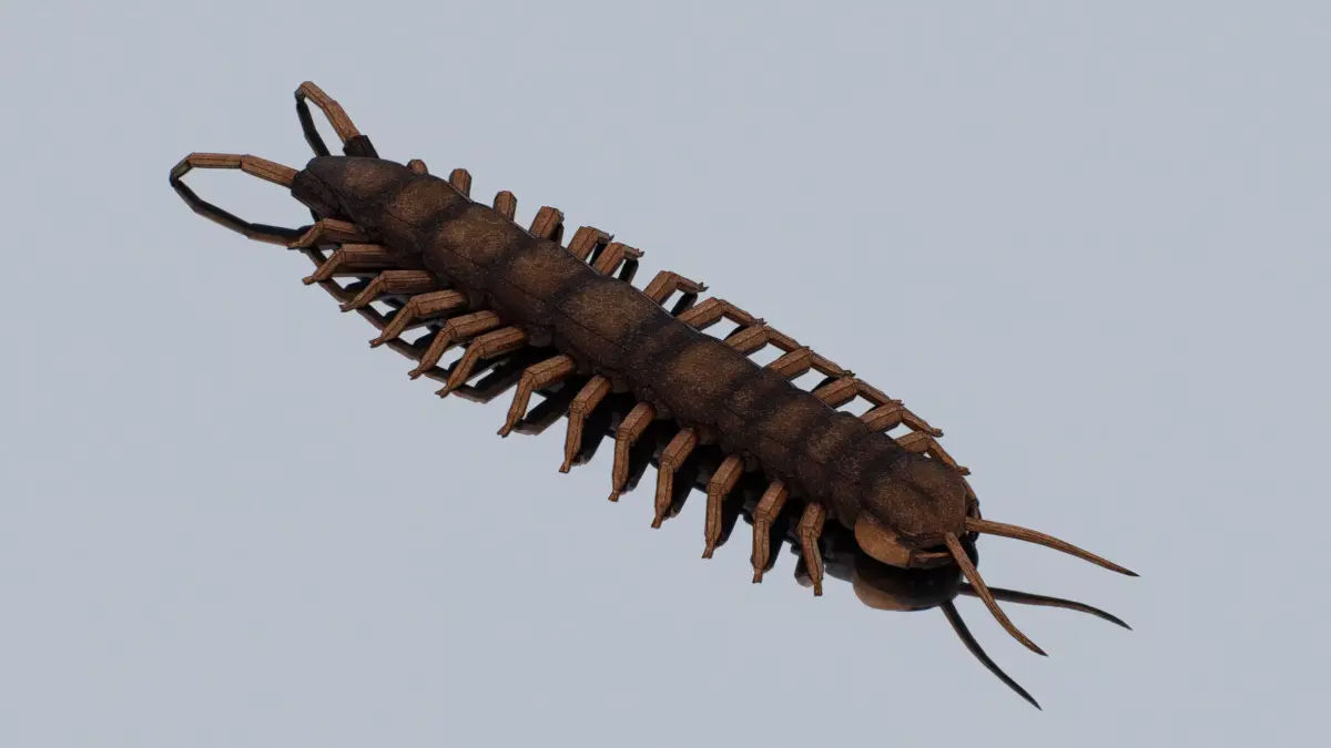 Centipede Low-poly 3D model