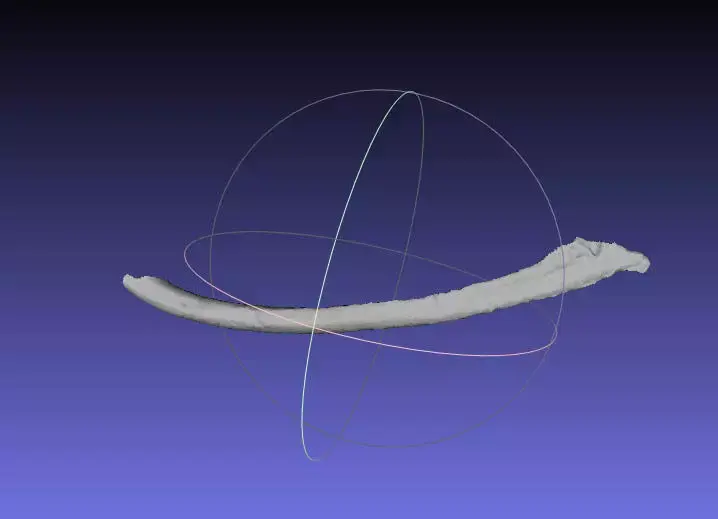 Psittacosaurus Left Dorsal Rib 2 Mirrored Free 3D print model