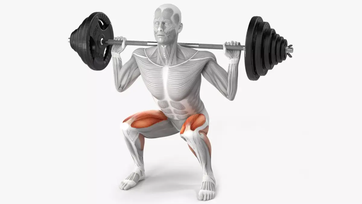 Male Muscular System Anatomy Squats Exercise 3D model purchase