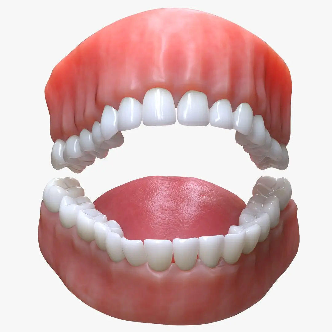 Human Mouth Teeth Tongue 3D model