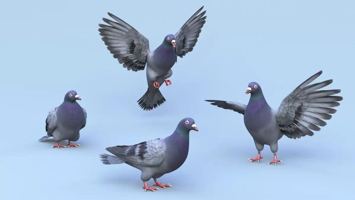 Pigeon Low-poly 3D model buy