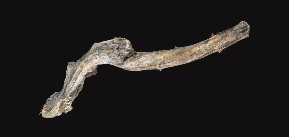Withered Piece of wood branch 3d scan in highpoly 3D model
