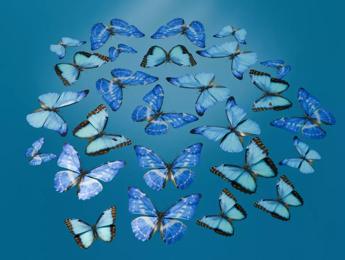 butterfly Low-poly 3D model 3
