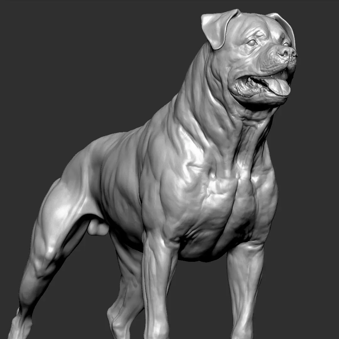 Rottweiler Dog VFX Zbrush Sculpt 3D model