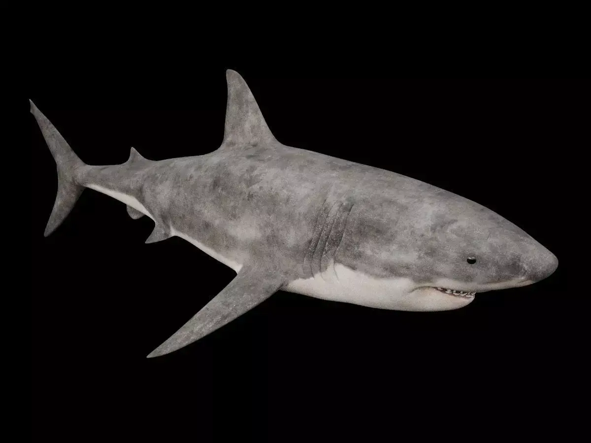 Great White Shark 3D model get