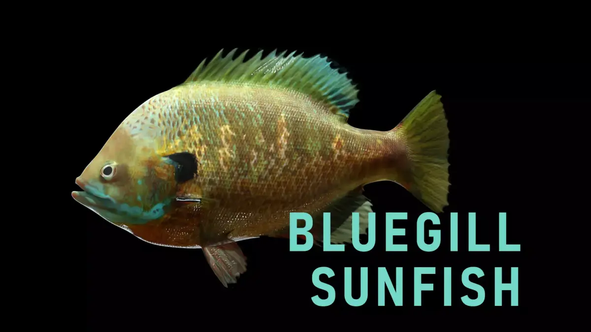 Bluegill Sunfish Low-poly 3D model