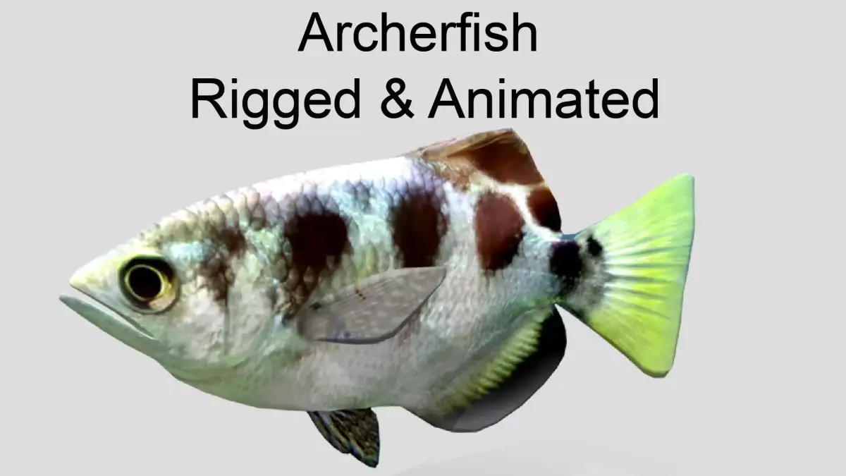 Archerfish Realistic Animated Low-poly 3D model