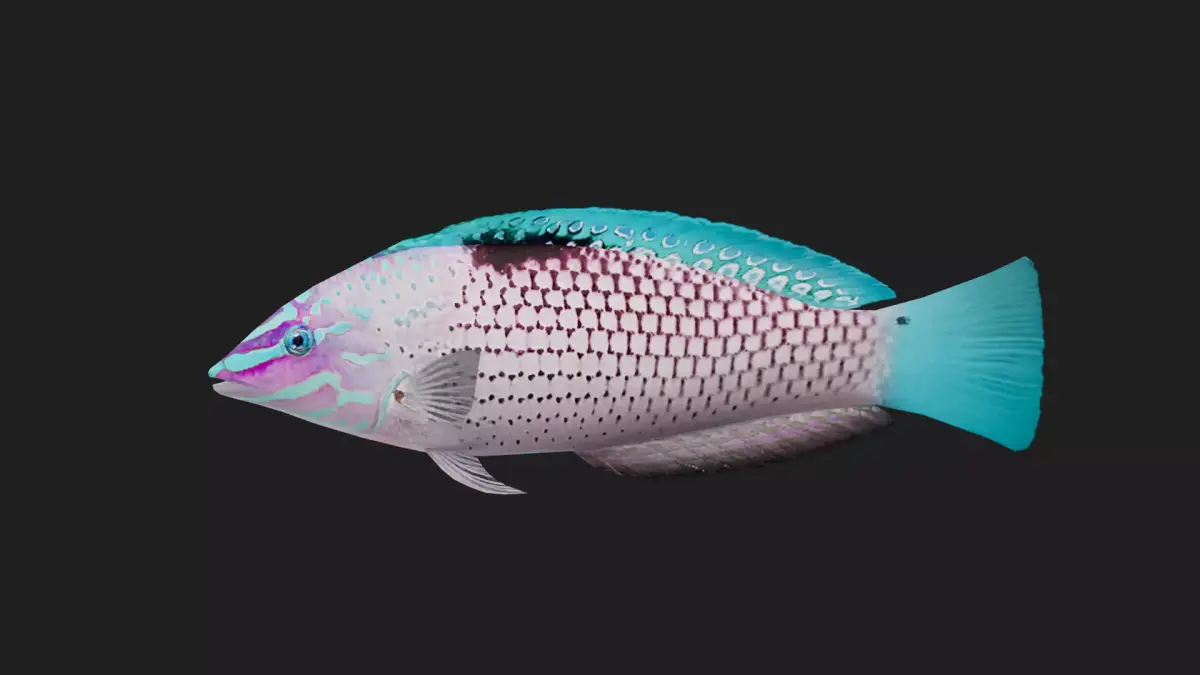Wrasse Low-poly 3D model 2