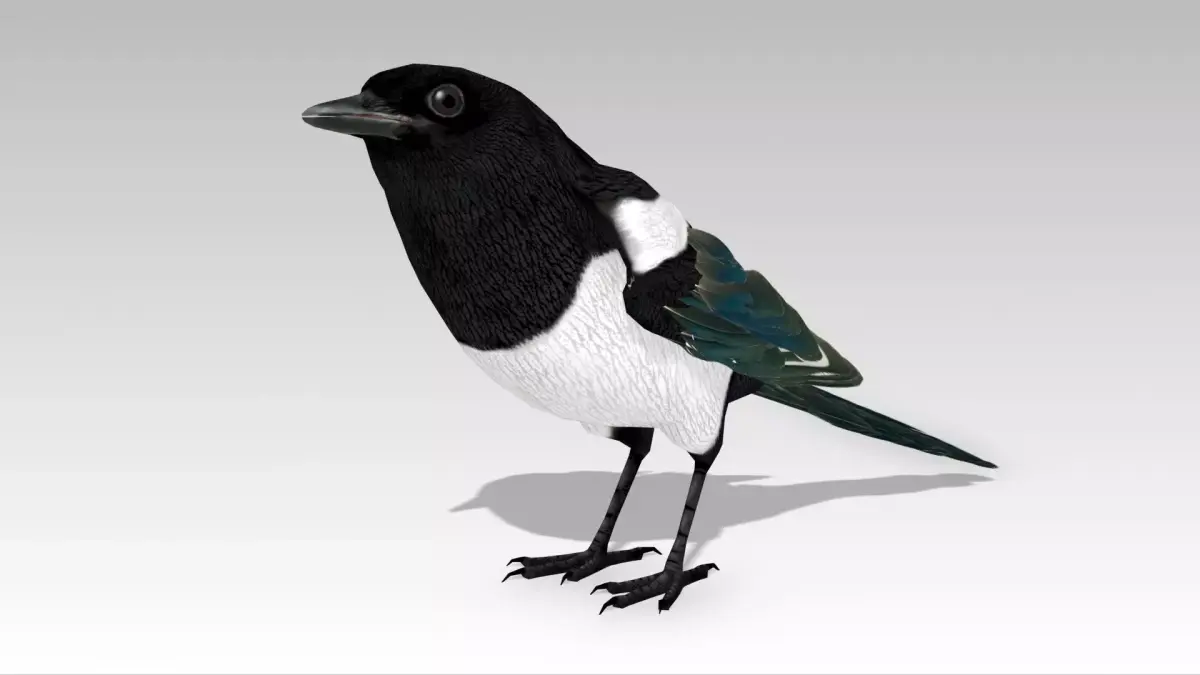 Magpie Low-poly 3D model