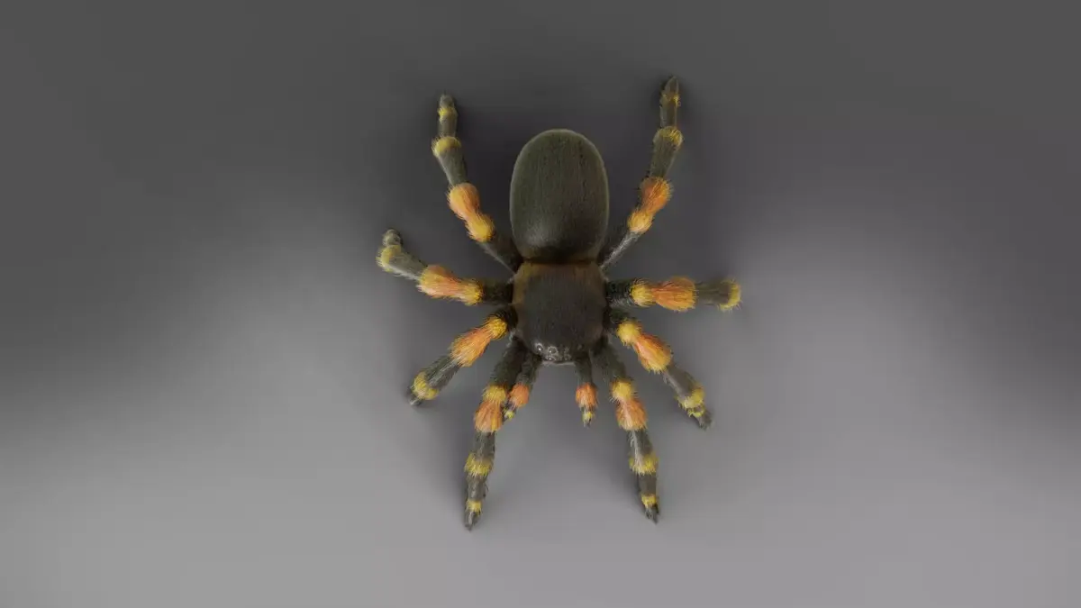3D Spider Tarantula Rigged  Low-poly 3D model