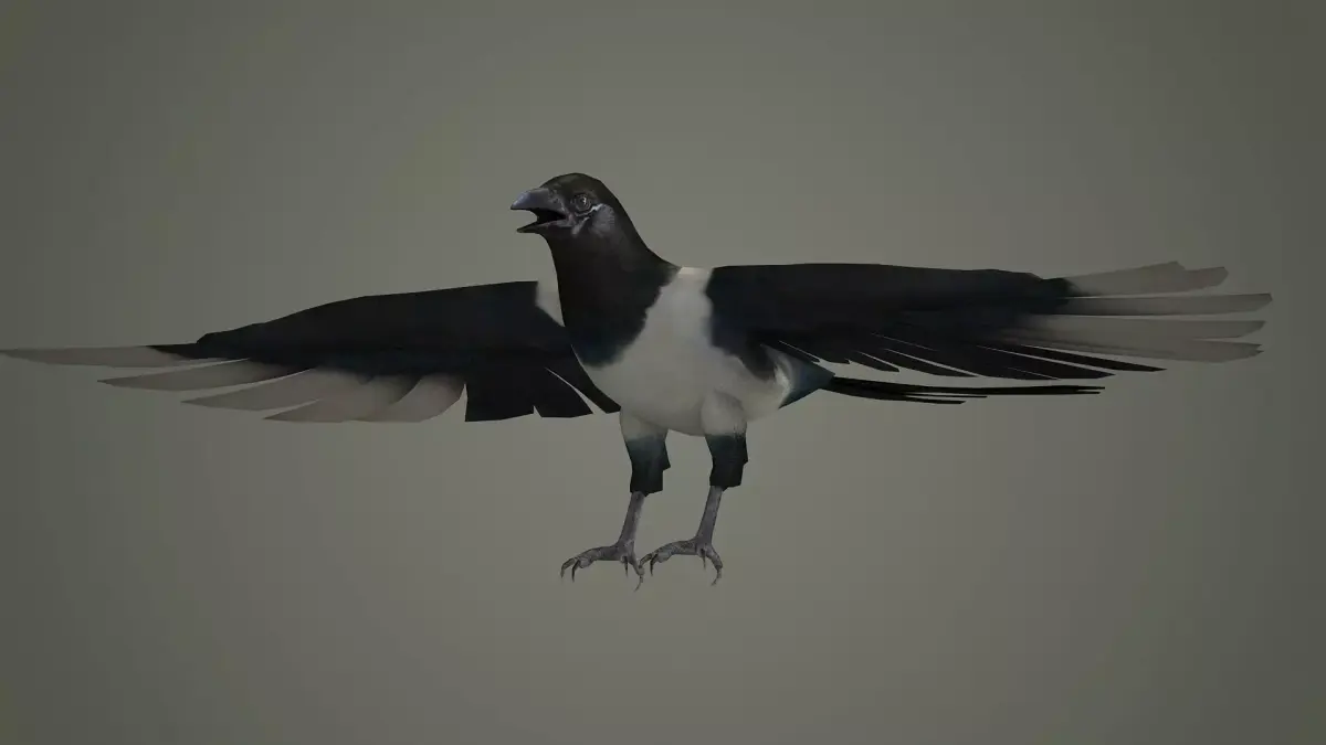 bird wildlife nature ornithology wild animal 3D model