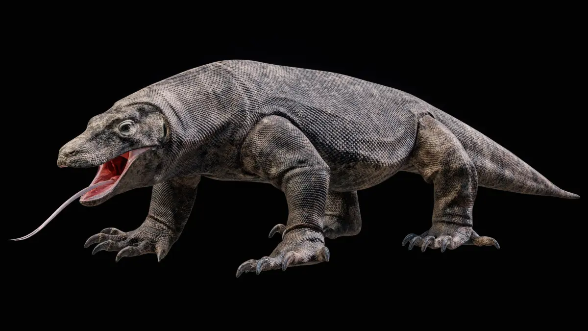Komodo Dragon 8K PBR 3D model