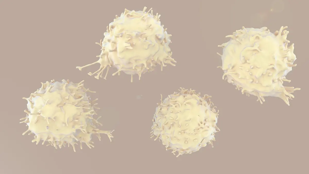 Lymphocytes T-Cells 3D model