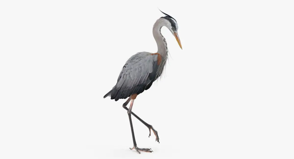 Grey Heron Standing on One Leg 3D model