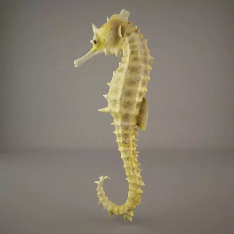 Sea Horse 3D model get