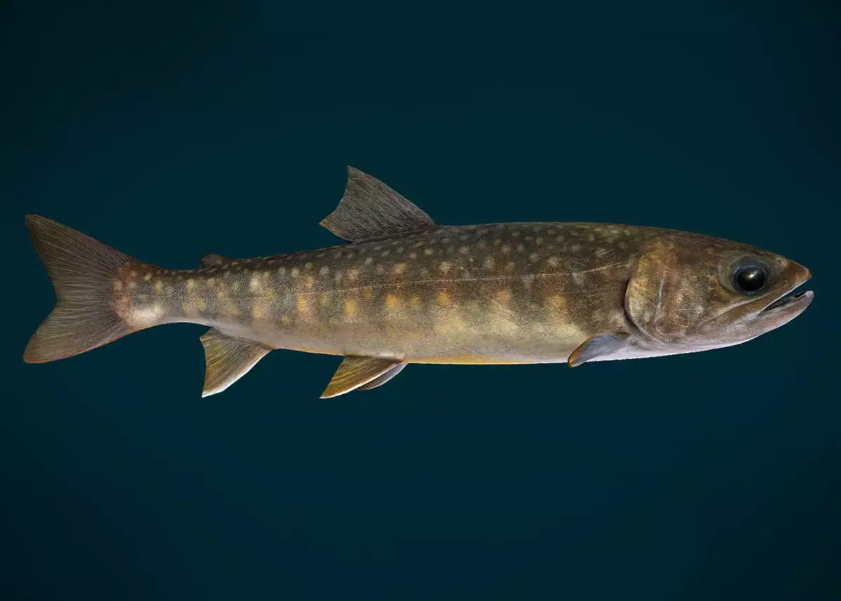 Lake Trout Fish Animated Low-poly 3D model