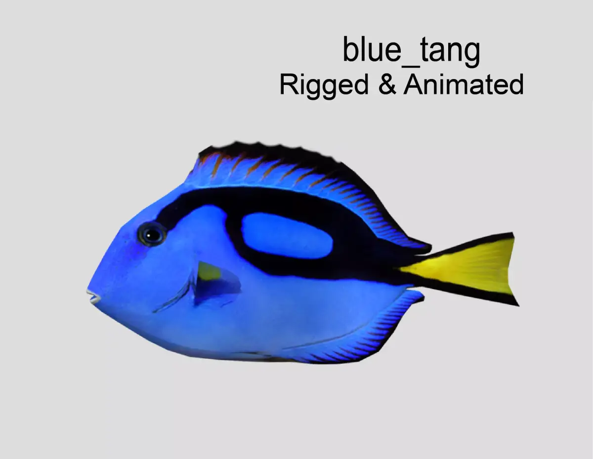 Blue Tang Realistic Animated Low-poly 3D model