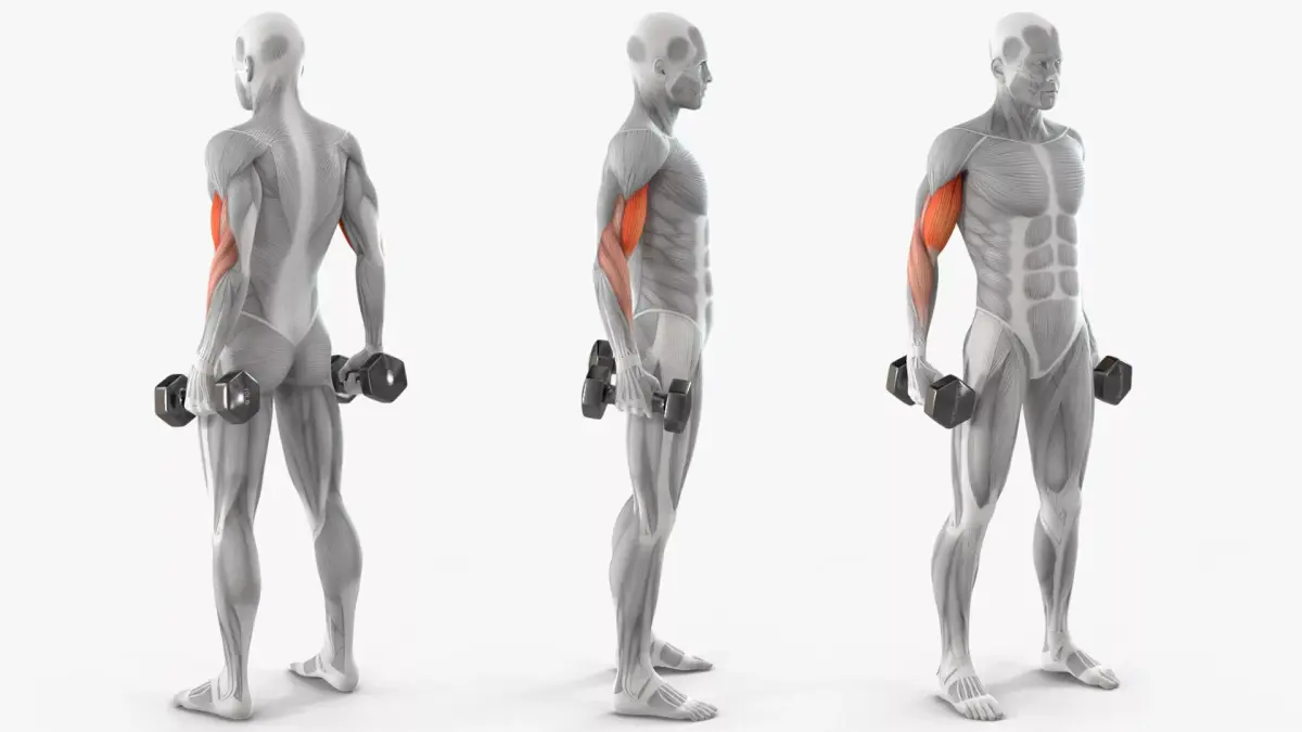 Male Muscular System Biceps Curls Animated Rigged Low-poly 3D model