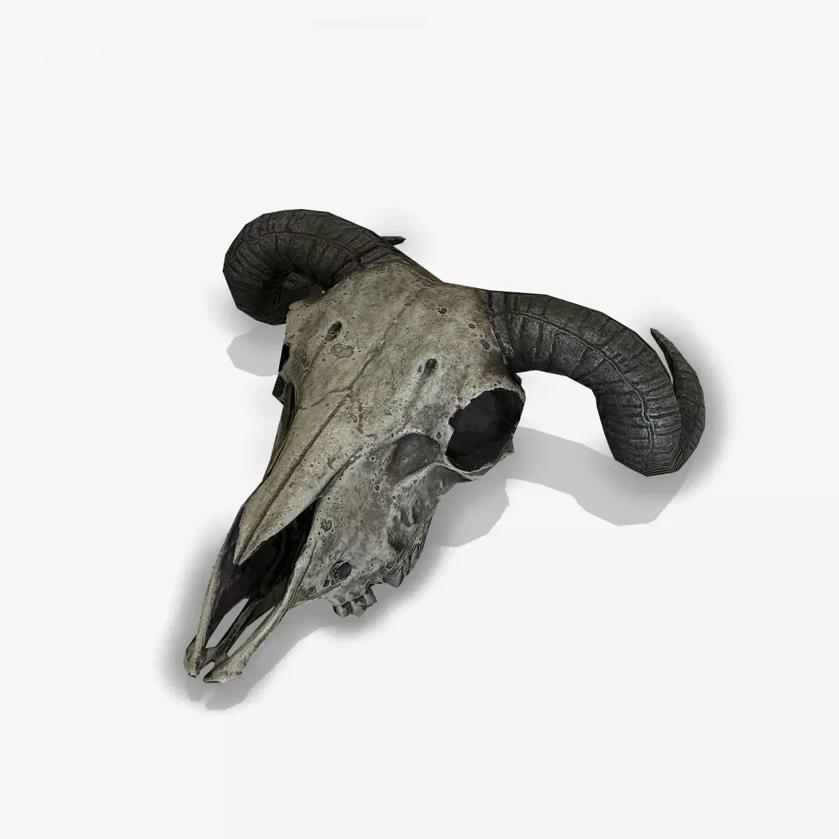 Animal Skull Low-poly 3D model