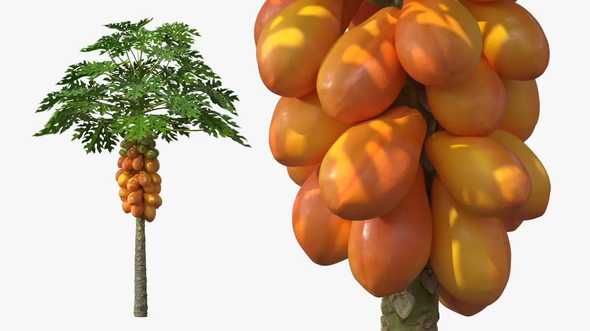 Exotic Papaya Tree with Ripe Fruit Bunch Orange Green 3D model