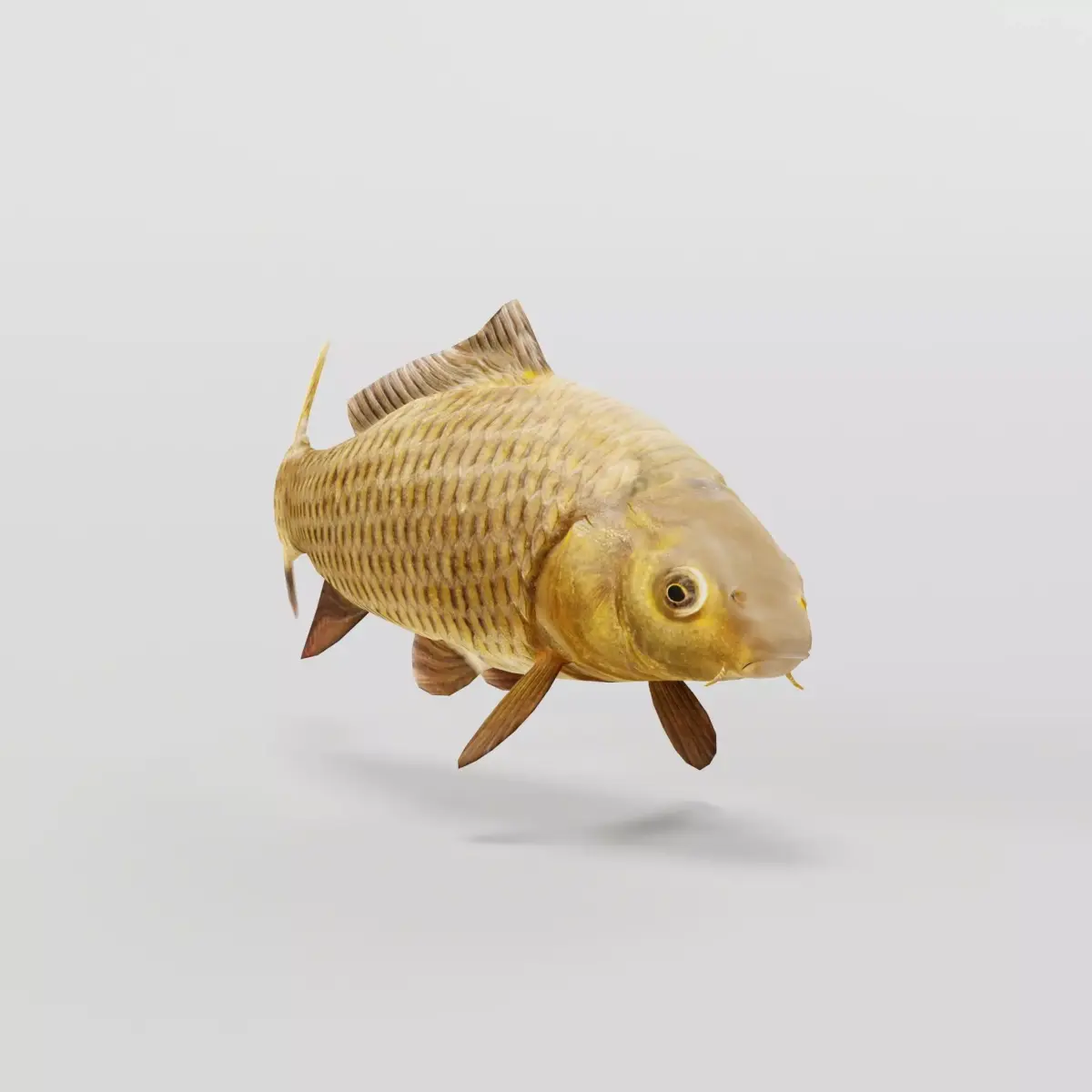 European Carp Fish Low-poly 3D model