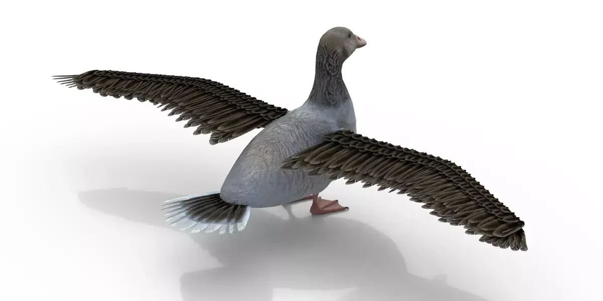 Goose Bird Rigged 3d model Free 3D model