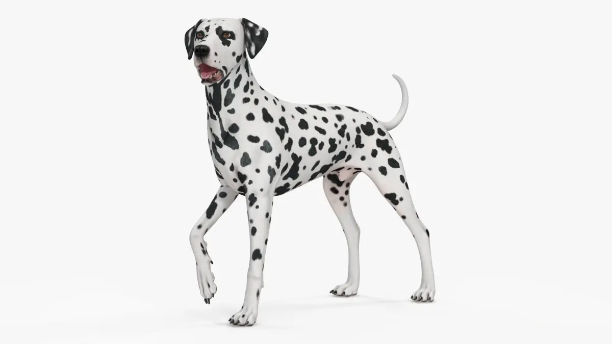 Spotted Standing Dalmatian Dog 3D model