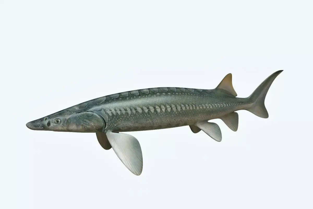 Sturgeon Fish 3D model