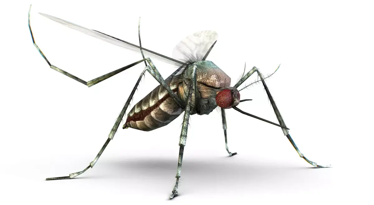 LowPoly Big Realistic Mosquito Low-poly 3D model
