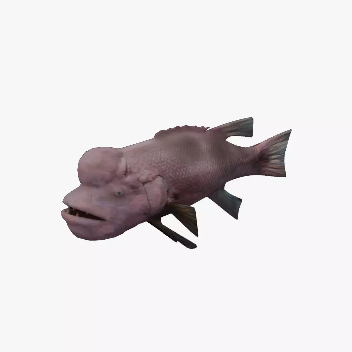 Bodianus reticulatus Low-poly 3D model purchase