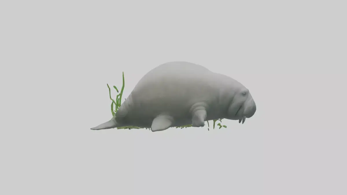 Manatee grazing on seagrass model Low-poly 3D model