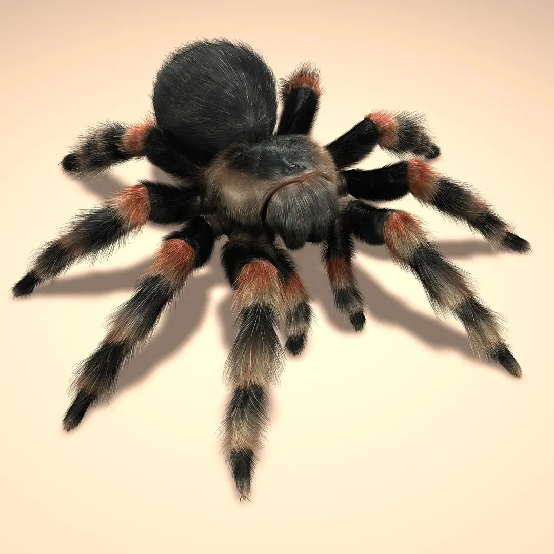 Tarantula (Mexican Redknee) (FUR) 3D model