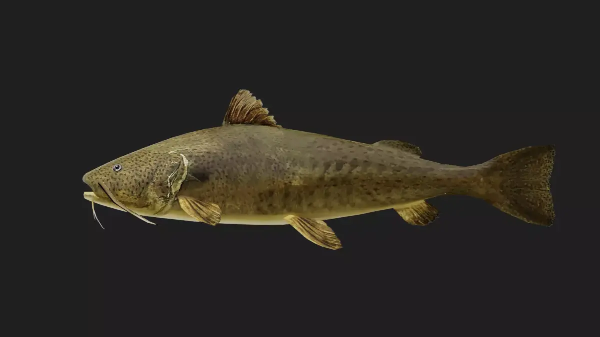 Catfish Low-poly 3D model purchase