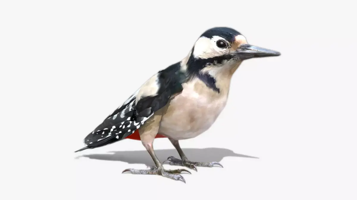 Woodpecker in flight Low-poly 3D model