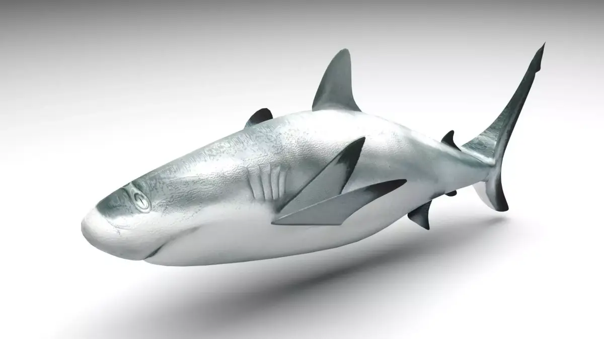 Shark 3D model