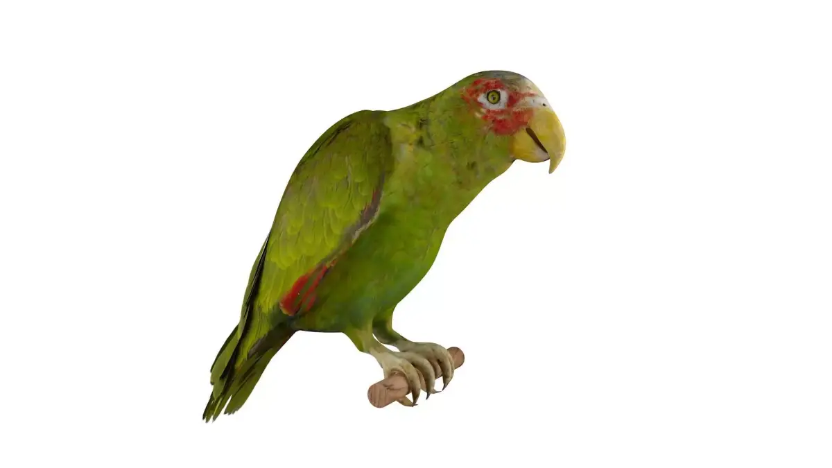 Parrot perched on branch 3D model