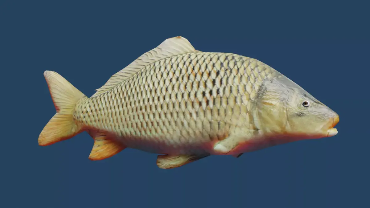 common carp  Low-poly 3D model