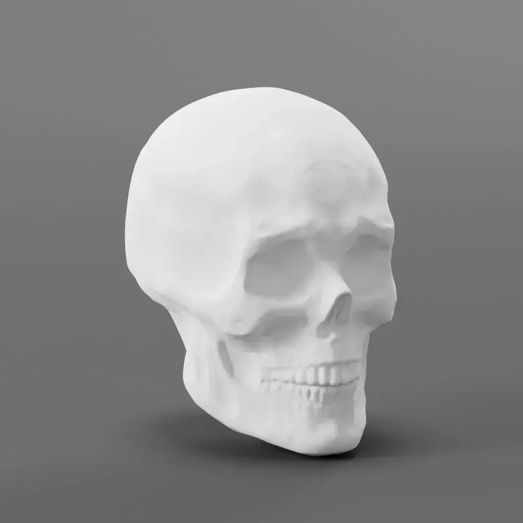 Detailed Male Head For Sculpting Free 3D model