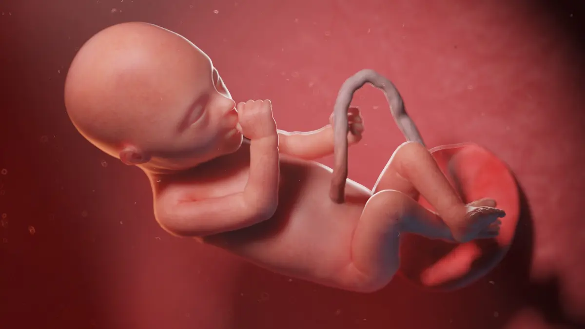 Fetus Anatomy Week 20 Static 3D model