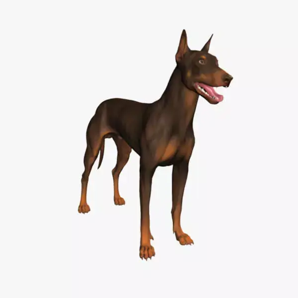 Doberman Model 3D model