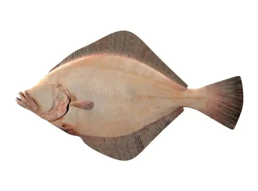 European Plaice Fish Pleuronectes Platessa 3D model