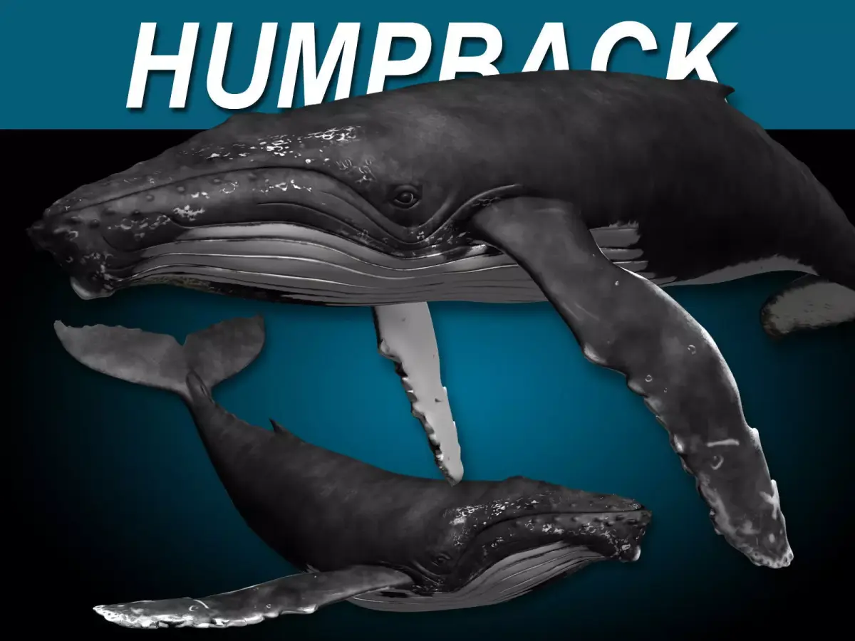 Humpback Whale 3D model 2