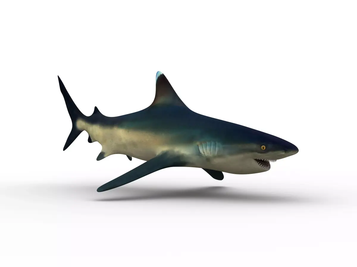shark 3D model 12