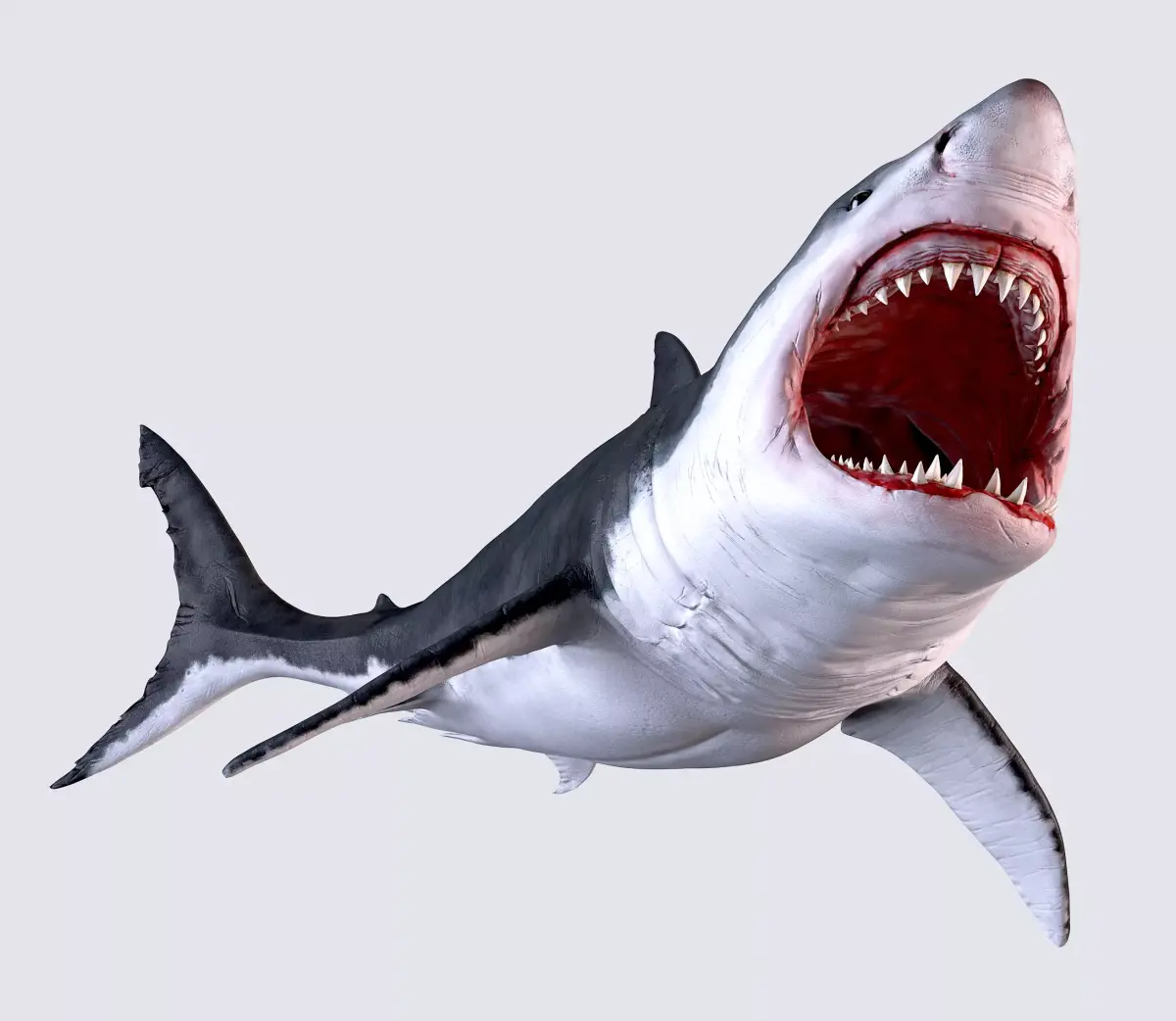 White Shark 3D model order
