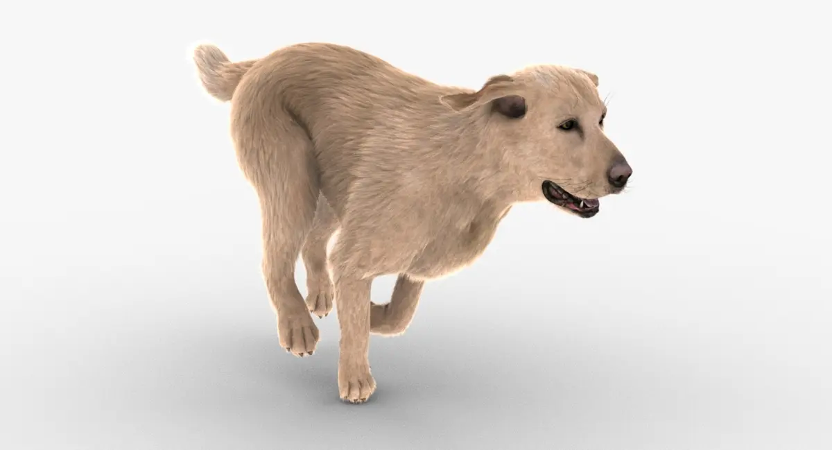 Labrador Retriever (FUR) (ANIMATED) 3D model